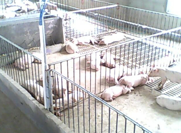 安邦集團(tuán)發(fā)熱電纜用于養(yǎng)殖場保溫室采暖安裝示意圖(圖3)